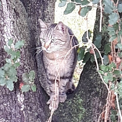 Rosy a rejoint le concours — aidez-le/la à gagner de superbes lots ! branch, carnivore, cat, domestic_short_haired_cat, fawn, felidae, fur, grass, groundcover, organism, plant, small_to_medium_sized_cats, snout, tail, terrestrial_animal, terrestrial_plant, tree, trunk, twig, whiskers