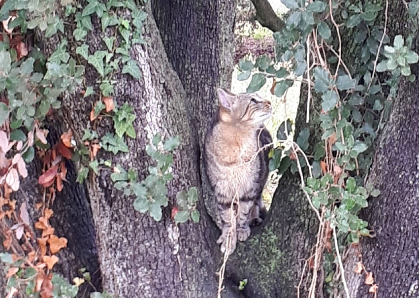 Rosy a rejoint le concours — aidez-le/la à gagner de superbes lots ! canidae, carnivore, cat, domestic_short_haired_cat, fawn, felidae, forest, fur, grass, groundcover, plant, small_to_medium_sized_cats, soil, tail, terrestrial_animal, tree, trunk, twig, whiskers, wood