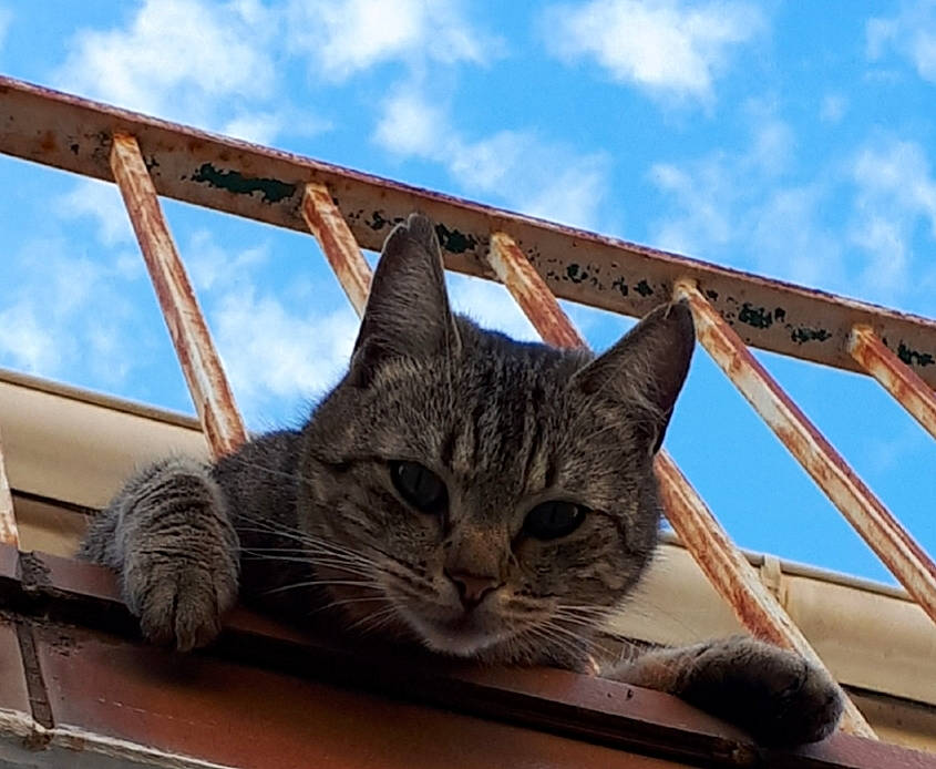 Rosy participe au concours pour gagner de l'argent avec cette photo : carnivore, cat, cloud, domestic_short_haired_cat, eye, felidae, fur, grass, metal, paw, roof, sitting, sky, small_to_medium_sized_cats, snout, tree, whiskers, wildlife, window, wood
