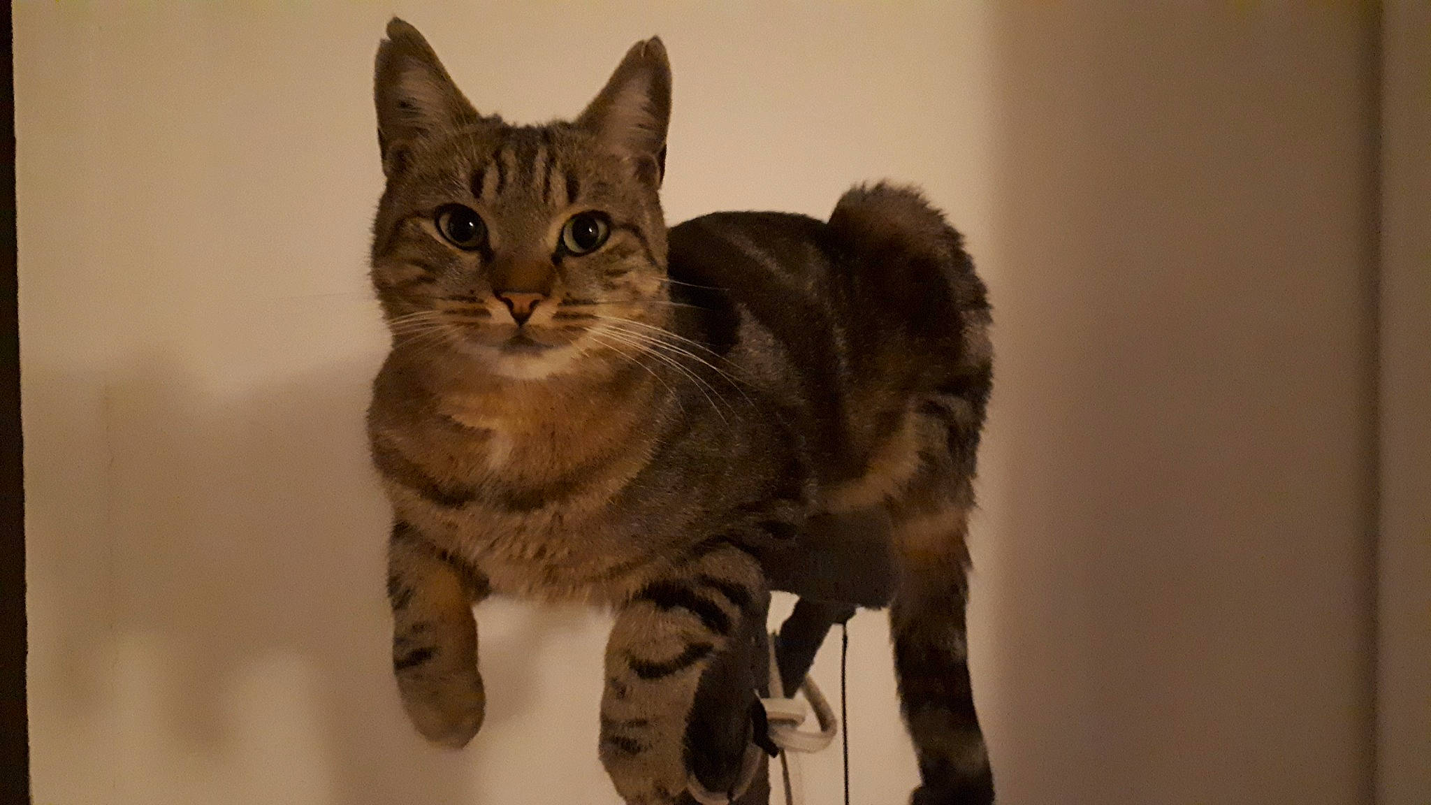 Rosy a rejoint le concours — aidez-le/la à gagner de superbes lots ! carnivore, cat, claw, domestic_short_haired_cat, felidae, fur, gesture, paw, sitting, small_to_medium_sized_cats, tail, terrestrial_animal, whiskers, wildlife