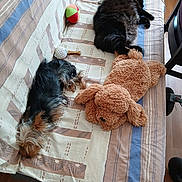 Shadow participe au concours pour gagner de l'argent avec cette photo : dog, cat, plush_toy, couch, blanket, pet_toy, sleeping, indoor, furniture, striped, brown, black, small_dog, fluffy_cat, relaxation, wooden_floor, resting, cozy, animal, pet