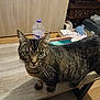 cat, tabby, table, wooden_table, green_eyes, pet_bed, toy, water_bottle, indoor, floor, furniture, curious, animal, domestic_cat, whiskers, ears, looking, home, cozy, playful