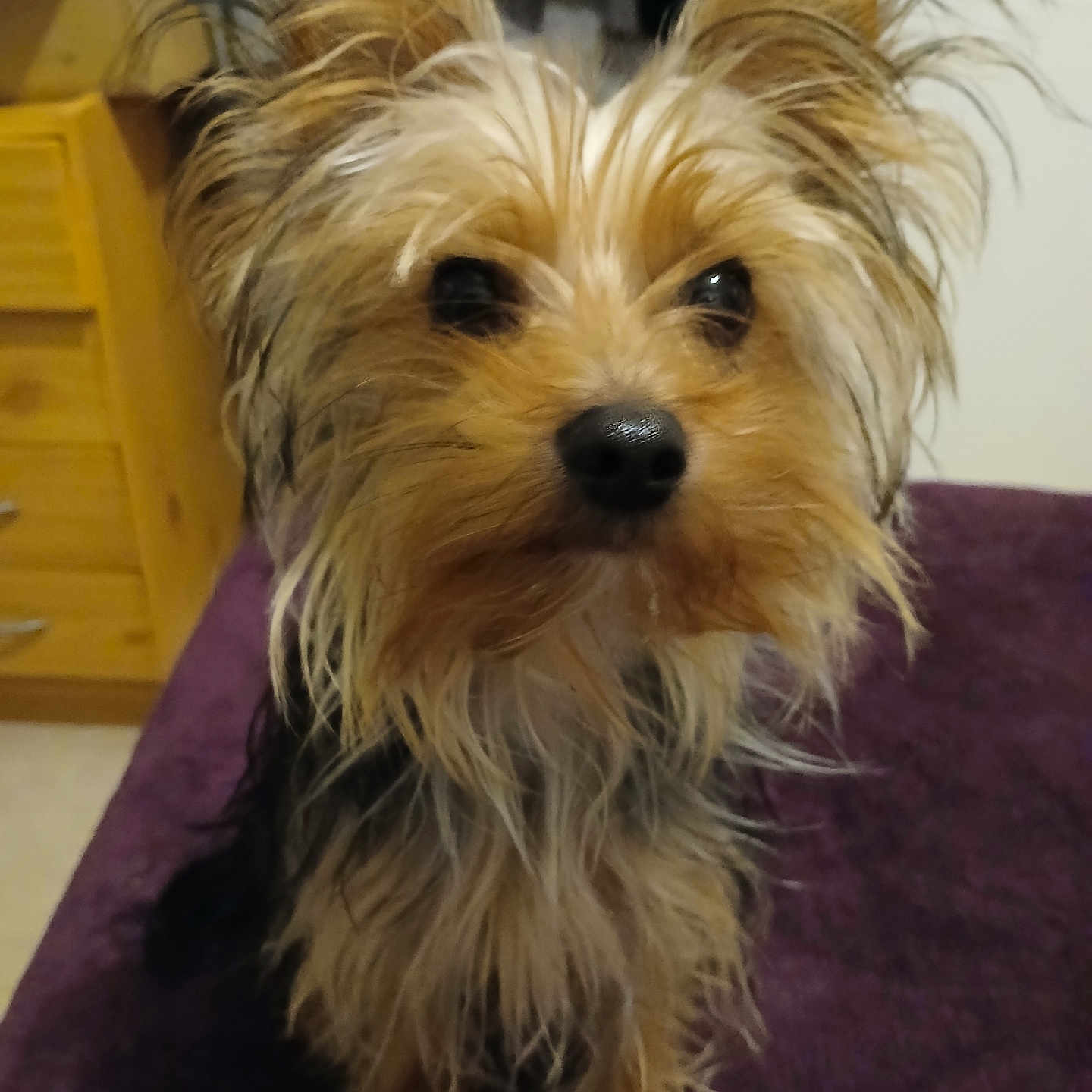 éros a rejoint le concours — aidez-le/la à gagner de superbes lots ! animal, cozy, cute, dog, domestic, ears, eyes, face, friendly, fur, furniture, indoor, looking, nose, pet, portrait, purple_blanket, sitting, small_dog, wooden_drawer