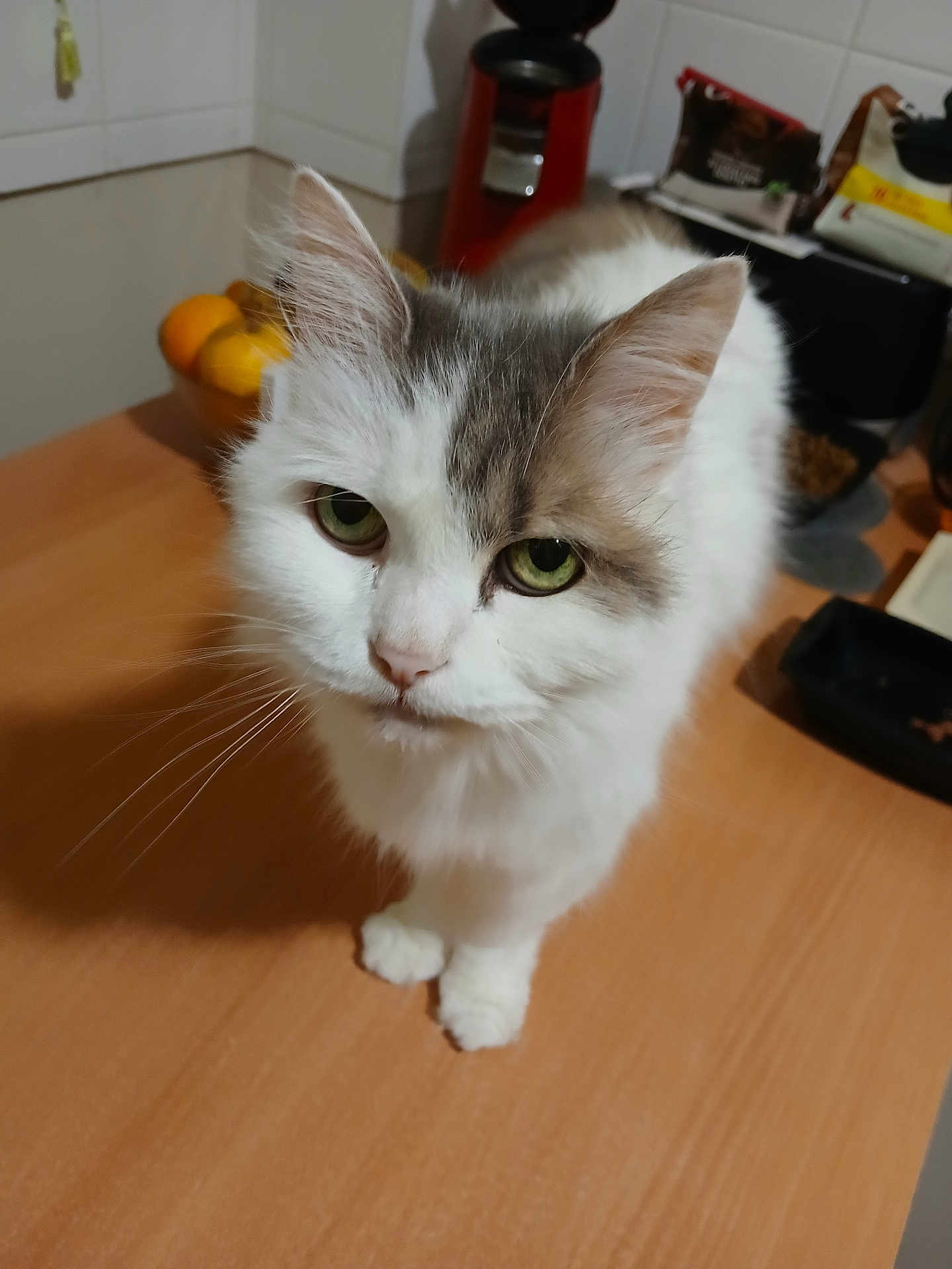 Vénus