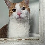 Waldo is registered to the contest to win money with this photo: animal, cat, close_up, curious, cute, domestic_cat, ears, face, feline, fur, indoor, ledges, looking, orange_and_white, pet, pink_nose, portrait, still_life, whiskers, window