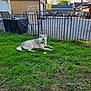 dog, husky, grass, tennis_ball, fence, backyard, outdoor, panting, pet, canine, resting, sunlight, garage, nature, yard, animal, summer, playful, collar, daytime