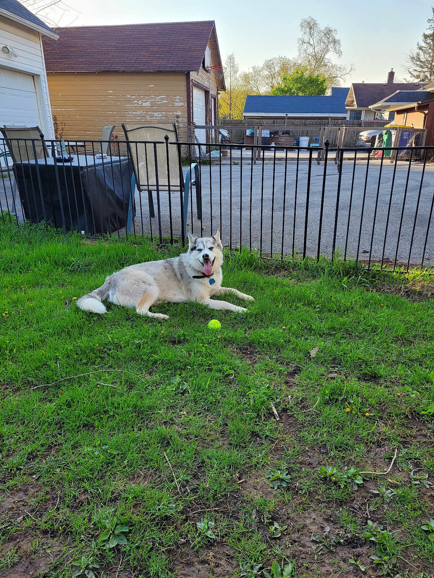 Bandit is registered to the contest to win money with this photo: dog, husky, grass, tennis_ball, fence, backyard, outdoor, panting, pet, canine, resting, sunlight, garage, nature, yard, animal, summer, playful, collar, daytime