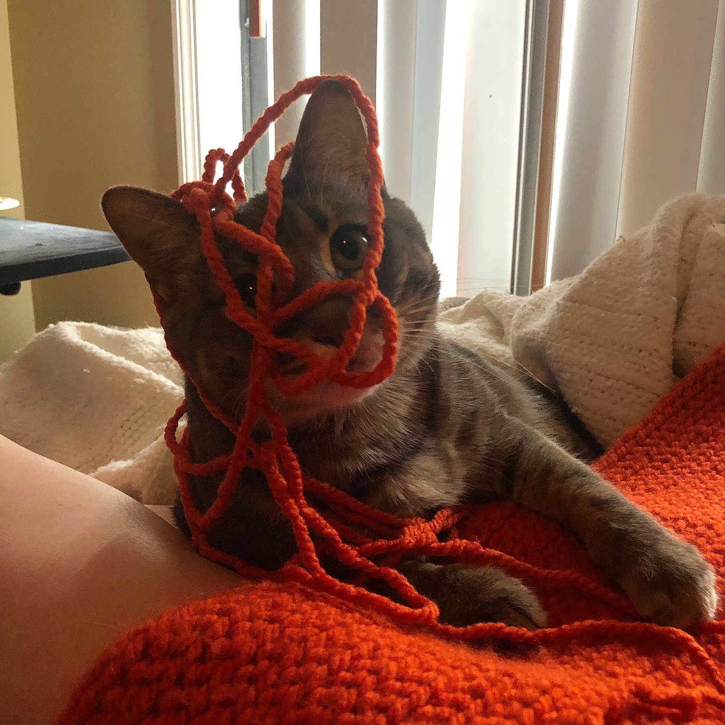 Sophie is registered to the contest to win money with this photo: animal, bed, bedroom, blanket, cat, couch, cushion, face, furniture, head, homedecor, indoors, kitten, manx, person, pet, photography, portrait, quilt, room