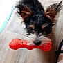 dog, puppy, toy, orange, bone, ears, fur, black, brown, white, floor, wooden_floor, pet, indoor, looking_up, animal, playful, cute, small_dog, foot