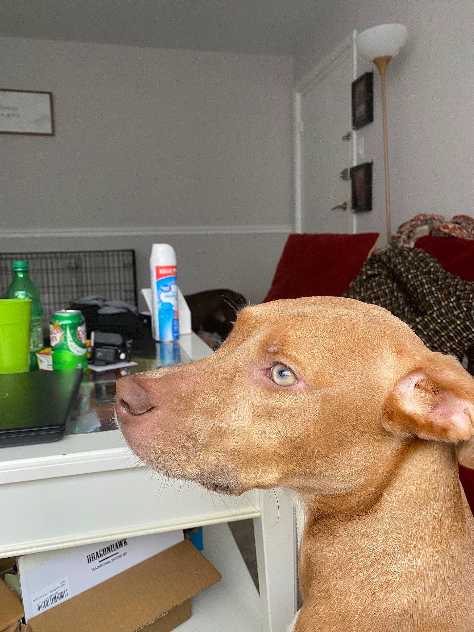 Lotus joined the competition — help win amazing prizes! bottle, carnivore, chair, companion_dog, desk, dog, dog_breed, ear, fawn, flooring, fur, hardwood, liver, room, snout, table, tail, whiskers, wood, working_animal