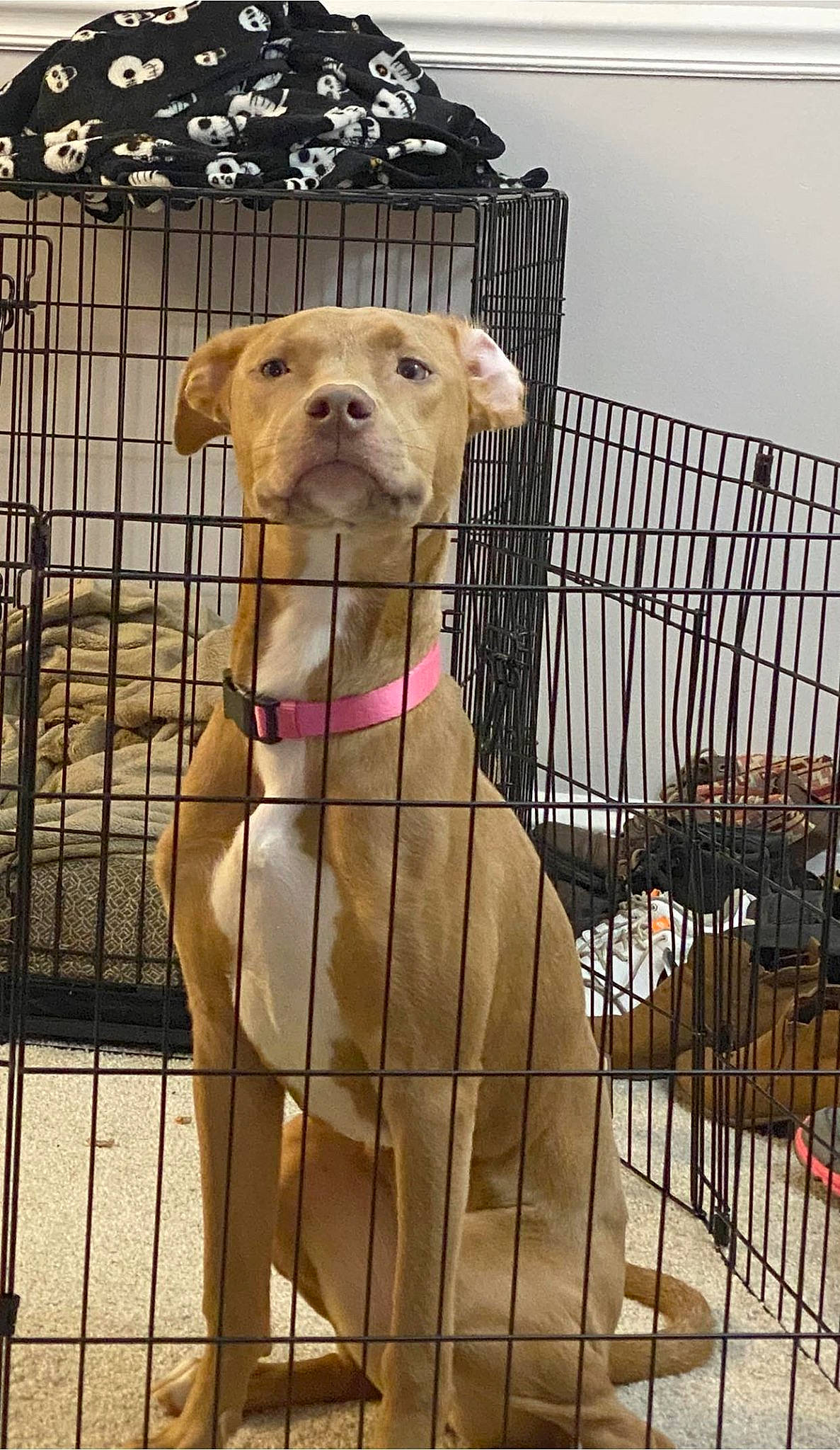 Lotus joined the competition — help win amazing prizes! canidae, carnivore, collar, companion_dog, dog, dog_breed, dog_crate, dog_supply, fawn, fence, kennel, mesh, pet_supply, photo_caption, service, snout, sporting_group, street_dog, whiskers, working_animal