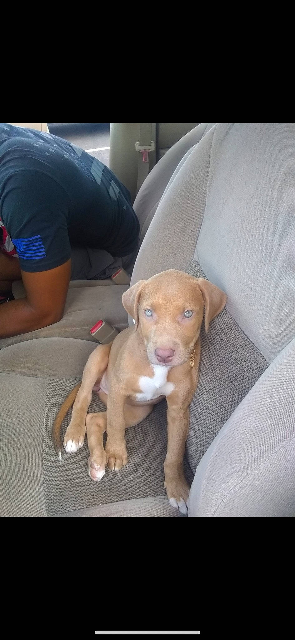 Lotus is registered to the contest to win money with this photo: canidae, carnivore, chair, comfort, companion_dog, dog, dog_breed, ear, fawn, gun_dog, liver, mammal, paw, sitting, snout, sporting_group, vehicle_door, whiskers, working_animal, wrinkle