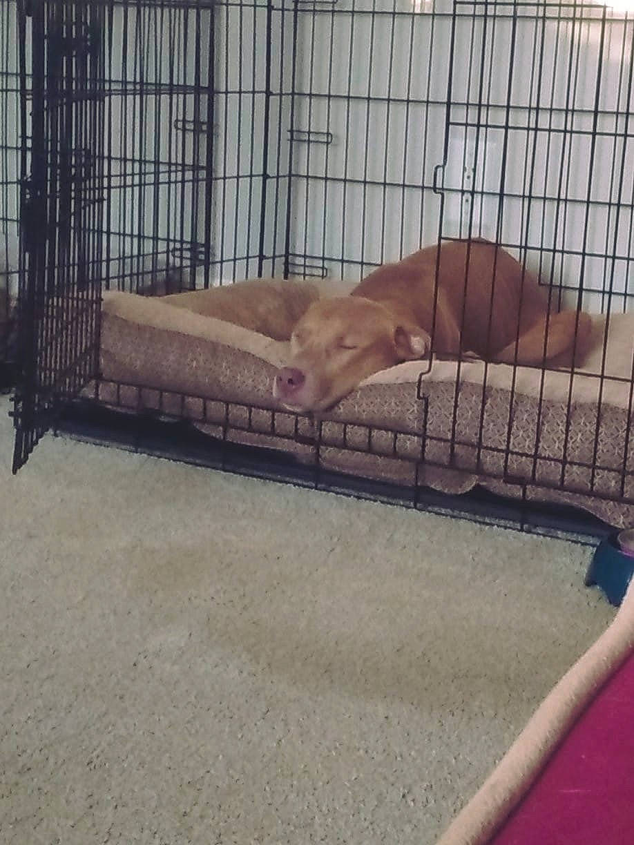 Lotus joined the competition — help win amazing prizes! cage, carnivore, composite_material, dress, fawn, felidae, fence, floor, flooring, mesh, metal, net, pet_supply, recreation, service, snout, tail, terrestrial_animal, wire_fencing, wood