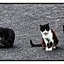 cat, kitten, black_cat, black_and_white_cat, feline, outdoor, gravel, animal_group, pet, sitting, walking, grooming, curious, nature, daylight, four_legs, whiskers, tail, ears, mammal