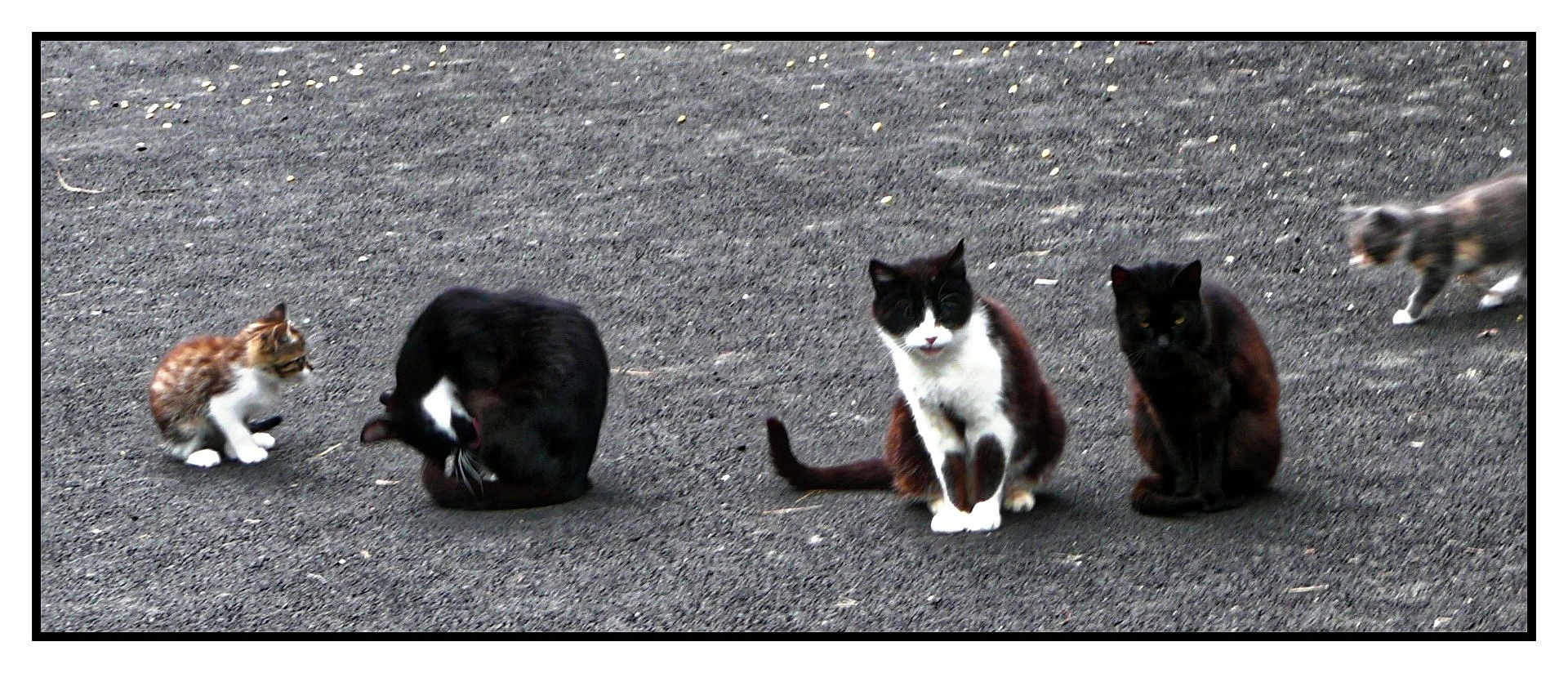 Douce Lune a rejoint le concours — aidez-le/la à gagner de superbes lots ! cat, kitten, black_cat, black_and_white_cat, feline, outdoor, gravel, animal_group, pet, sitting, walking, grooming, curious, nature, daylight, four_legs, whiskers, tail, ears, mammal