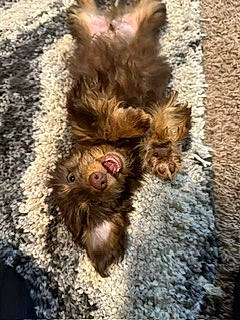 Hershey joined the competition — help win amazing prizes! brown, canidae, carnivore, companion_dog, dog, dog_breed, fawn, felidae, fur, liver, pattern, snout, soil, sporting_group, tail, terrestrial_animal, terrier, toy_dog, wood, yorkipoo