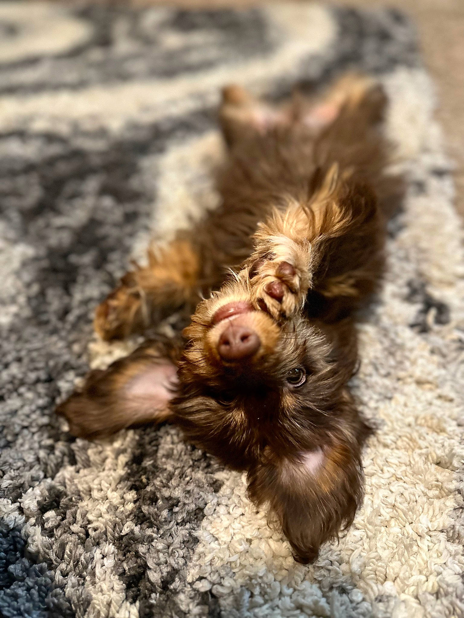 Hershey joined the competition — help win amazing prizes! canidae, carnivore, claw, dog_breed, fawn, felidae, foot, fur, liver, paw, plant, small_to_medium_sized_cats, snout, soil, sporting_group, tail, terrestrial_animal, whiskers, wildlife, wood