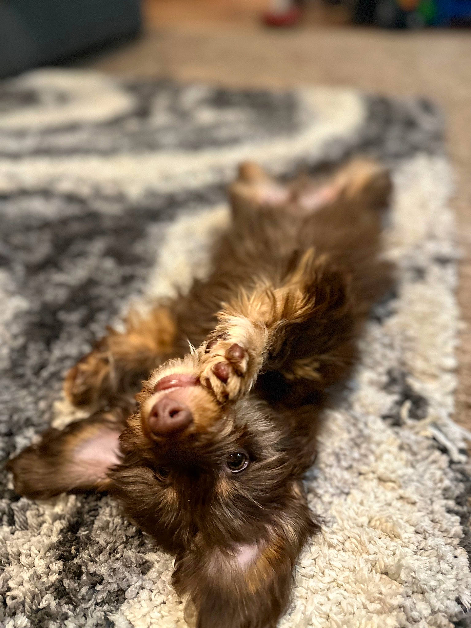 Hershey is registered to the contest to win money with this photo: asphalt, canidae, claw, companion_dog, dog_breed, fawn, felidae, fur, liver, paw, road_surface, small_to_medium_sized_cats, snout, soil, sporting_group, tail, terrestrial_animal, whiskers, wildlife, wood