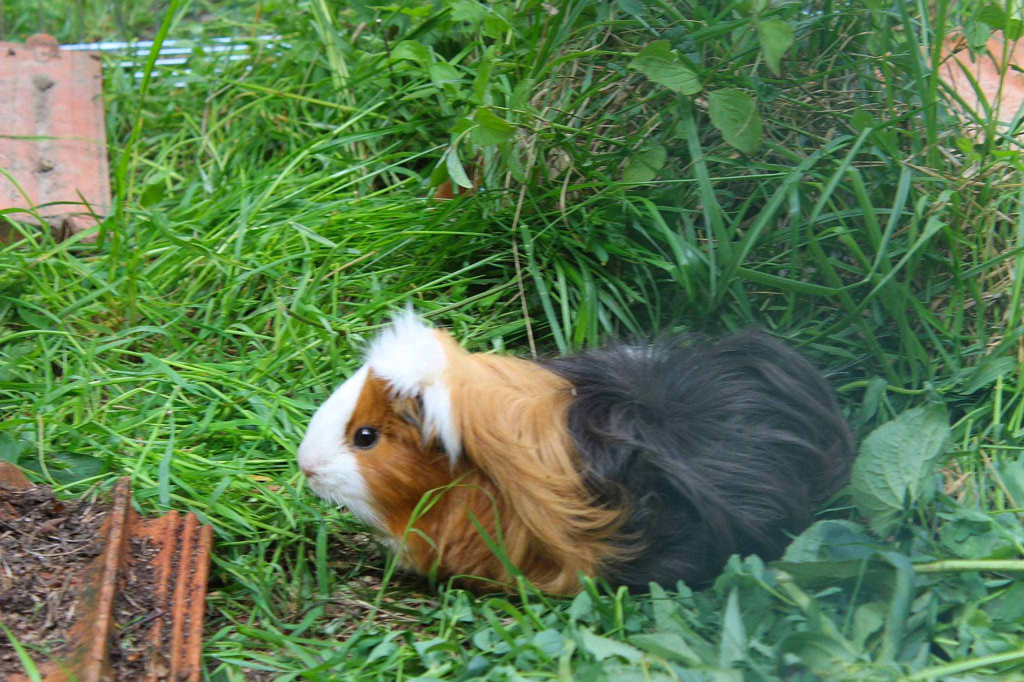 Margotte participe au concours pour gagner de l'argent avec cette photo : fawn, grass, guinea_pig, plant, rodent