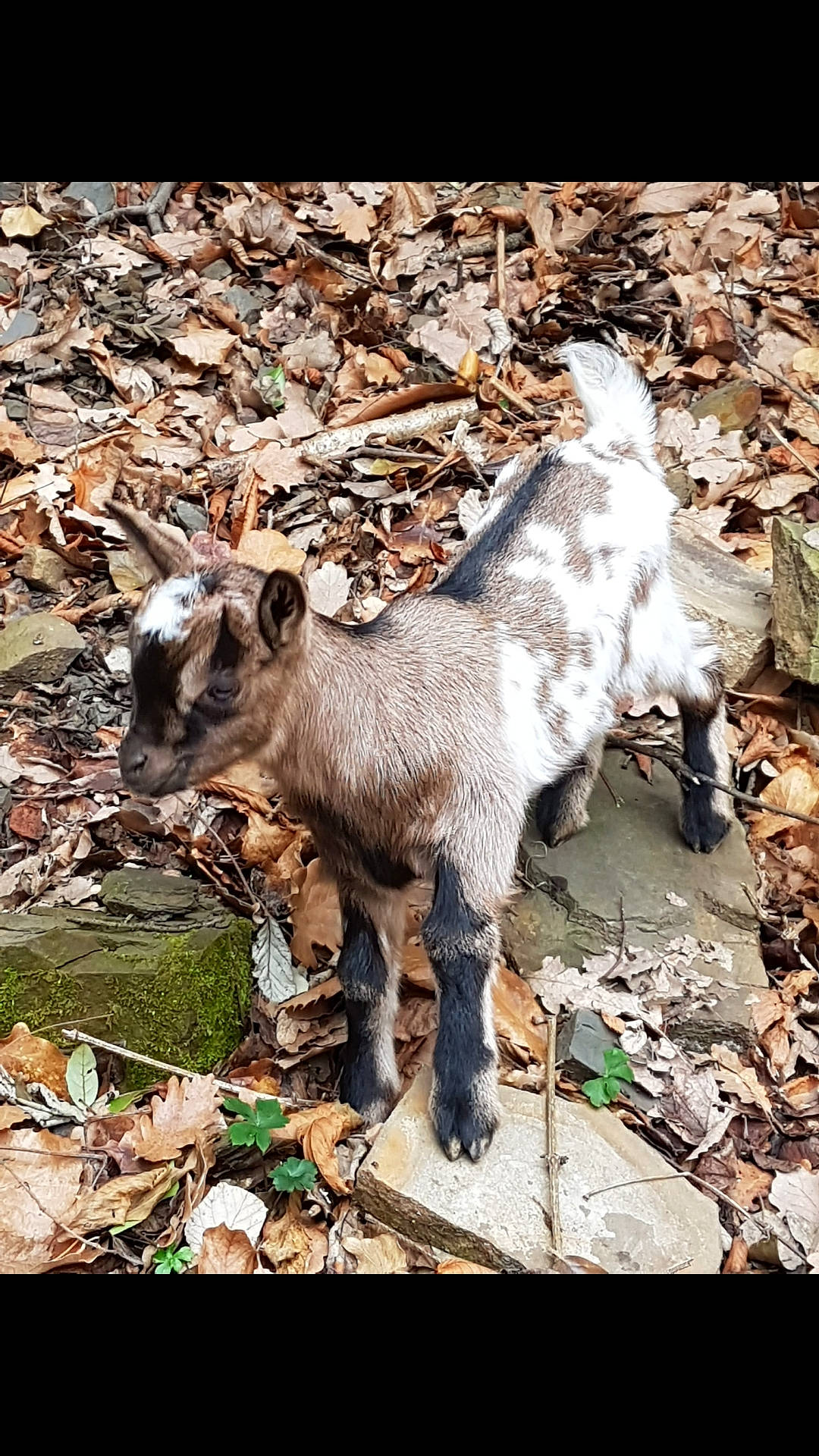 Lucifer participe au concours pour gagner de l'argent avec cette photo : adaptation, cow_goat_family, fawn, feral_goat, goat, goat_antelope, goats, livestock, mammal, mountain_goat, organism, plant, terrestrial_animal, vertebrate, wildlife