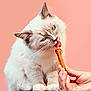 cat, blue_eyes, fluffy, pet, animal, white_fur, hand, treat, licking, close_up, pink_background, cute, domestic_cat, feline, whiskers, soft_light, wooden_surface, indoor, portrait, playful