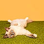 cat, blue_eyes, fluffy, lying_down, grass, green, orange_background, stretching, relaxed, pet, animal, indoor, cute, feline, whiskers, soft_fur, close_up, portrait, domestic_cat, playful