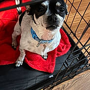 Oreo is registered to the contest to win money with this photo: dog, pet, crate, cage, red_blanket, blue_collar, wood_floor, indoor, small_dog, black_and_white, canine, animal, looking_up, fur, paw, snout, ears, metal_bars, domestic, companion