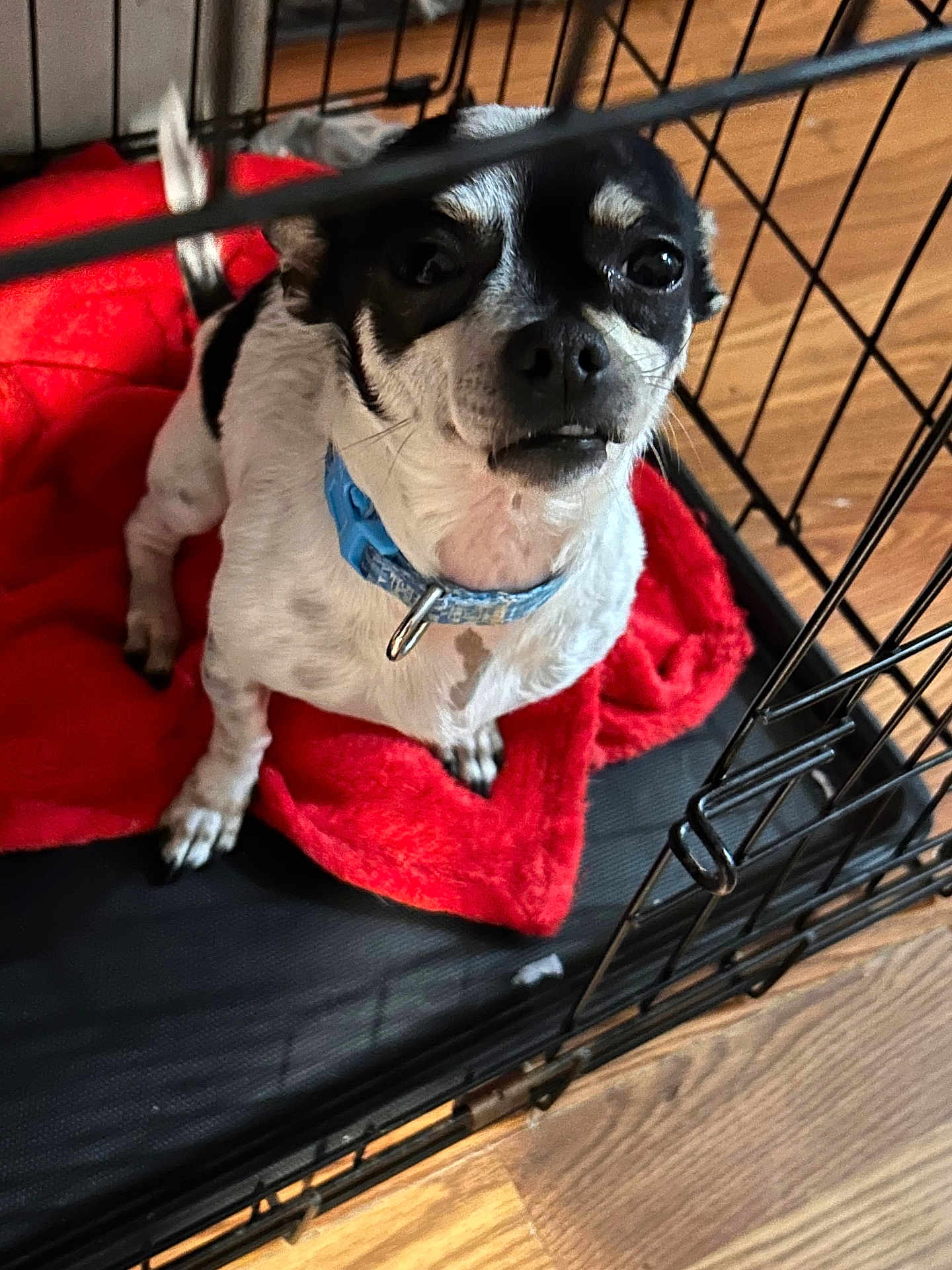 Oreo is registered to the contest to win money with this photo: dog, pet, crate, cage, red_blanket, blue_collar, wood_floor, indoor, small_dog, black_and_white, canine, animal, looking_up, fur, paw, snout, ears, metal_bars, domestic, companion