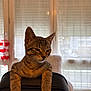 Nounouche a rejoint le concours — aidez-le/la à gagner de superbes lots ! cat, tabby, indoor, chair, feline, pet, relaxed, window, curtains, natural_light, fur, whiskers, ears, paws, home, cozy, domestic, animal, resting, portrait