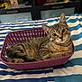 Nounouche a rejoint le concours — aidez-le/la à gagner de superbes lots ! animal, basket, bed, blue, cat, cozy, curious, cute, domestic_animal, feline, furniture, indoor, looking, pet, purple, relaxed, resting, striped_bedspread, tabby_cat, white