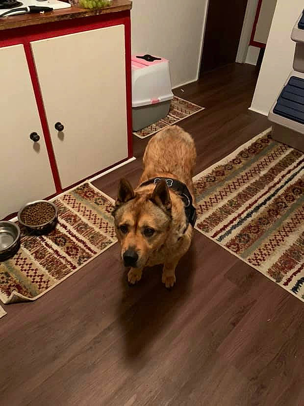 Leonidas joined the competition — help win amazing prizes! border_terrier, cairn_terrier, canidae, carnivore, dog, dog_breed, floor, flooring, hardwood, laminate_flooring, room, tile, wood, wood_flooring