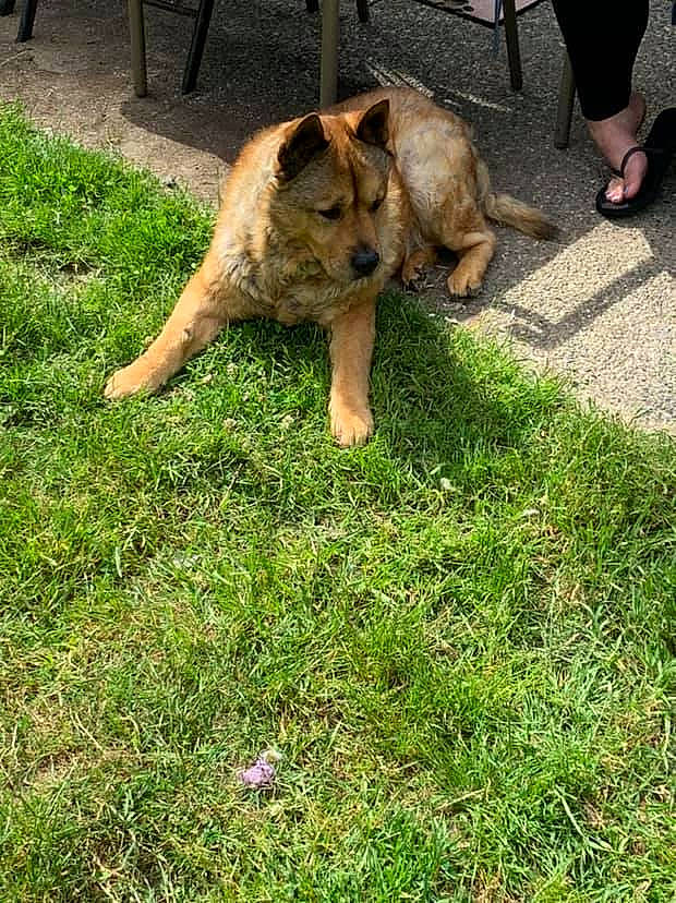 Leonidas joined the competition — help win amazing prizes! canidae, carnivore, dog, dog_breed, fawn, german_shepherd_dog, grass, plant, sporting_group, wolfdog