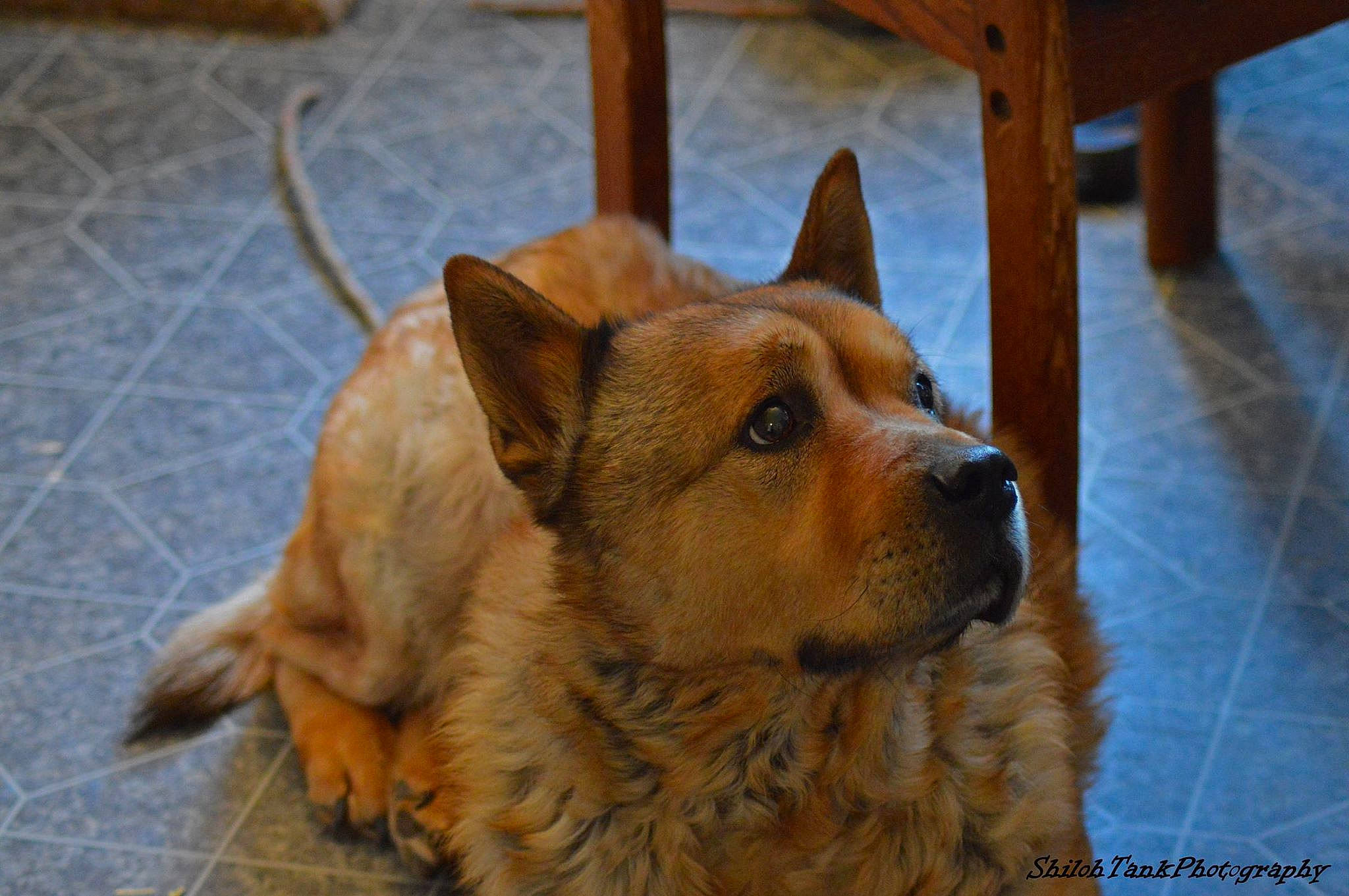 Leonidas joined the competition — help win amazing prizes! ancient_dog_breeds, australian_terrier, canidae, carnivore, companion_dog, dog, dog_breed, fawn, mammal, norwich_terrier, rare_breed_dog, sporting_group, vertebrate