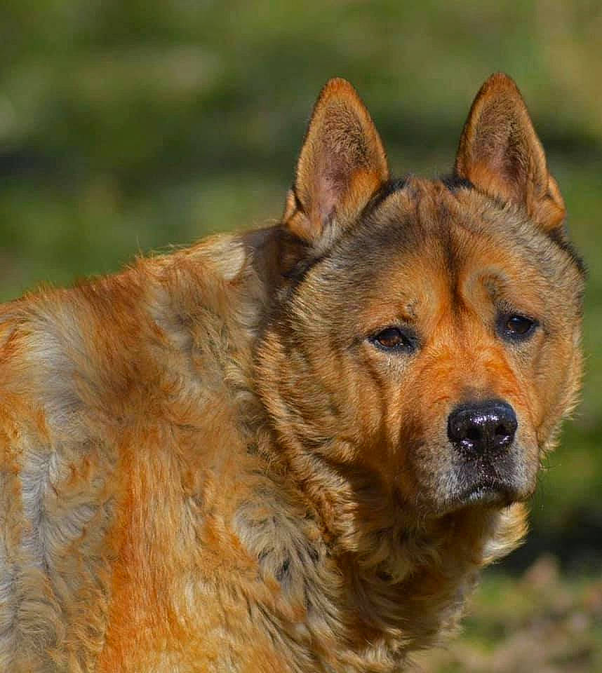 Leonidas is registered to the contest to win money with this photo: ancient_dog_breeds, canidae, carnivore, companion_dog, dog, dog_breed, fawn, kunming_wolfdog, mammal, rare_breed_dog, snout, sporting_group, vertebrate, whiskers