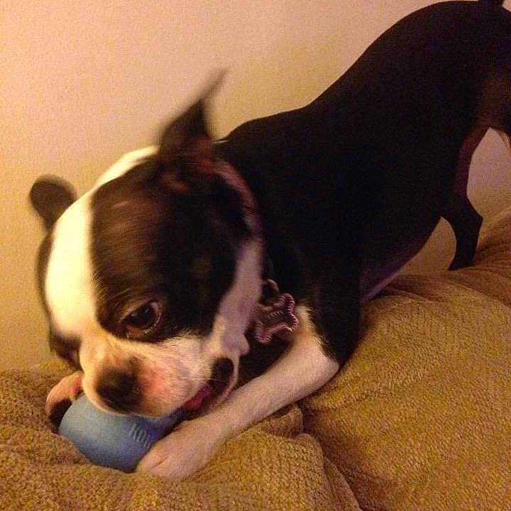Oreo