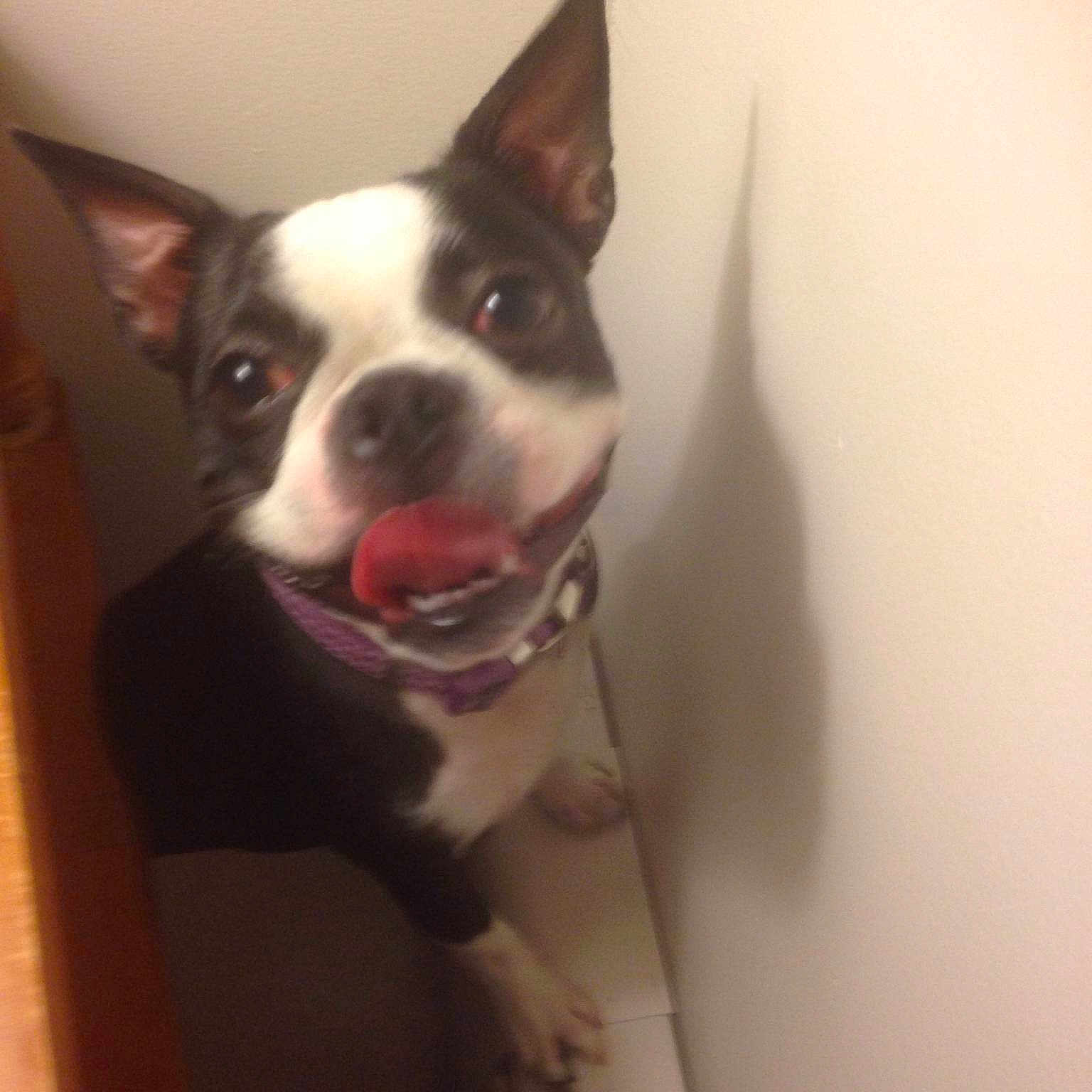 Oreo is registered to the contest to win money with this photo: