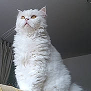 Speedy participe au concours pour gagner de l'argent avec cette photo : cat, white_cat, fluffy, long_hair, pet, animal, portrait, sitting, indoors, couch, furniture, whiskers, ears, golden_eyes, fur, kitten, home, curtain, dramatic_lighting, closeup