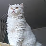 cat, white_cat, fluffy, long_hair, pet, animal, portrait, sitting, indoors, couch, furniture, whiskers, ears, golden_eyes, fur, kitten, home, curtain, dramatic_lighting, closeup