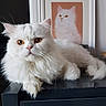 Speedy participe au concours pour gagner de l'argent avec cette photo : asian_semi_longhair, british_semi_longhair, burmilla, carnivoran, cat, cat_like_mammal, domestic_long_haired_cat, domestic_short_haired_cat, fur, himalayan, kitten, persian, small_to_medium_sized_cats, snout, whiskers