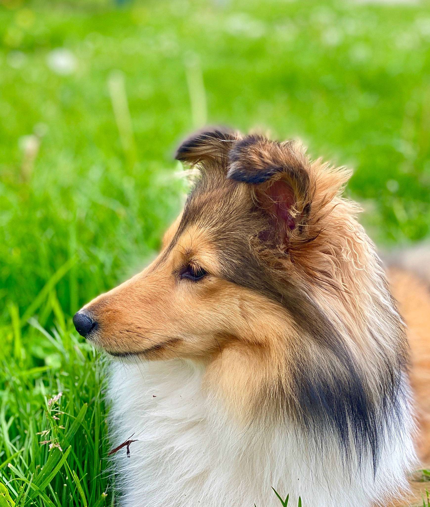 Upsy a rejoint le concours — aidez-le/la à gagner de superbes lots ! canidae, carnivore, collie, companion_dog, dog, dog_breed, fawn, fur, grass, herding_dog, liver, plant, rough_collie, scotch_collie, shetland_sheepdog, snout, sporting_group, terrestrial_animal, whiskers, wildlife