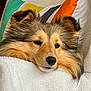 Upsy a rejoint le concours — aidez-le/la à gagner de superbes lots ! animal, bedroom, blanket, canine, comfort, cozy, cute, dog, ears, fluffy, fur, head, indoor, pet, pillow, portrait, relaxed, resting, sleepy, snout