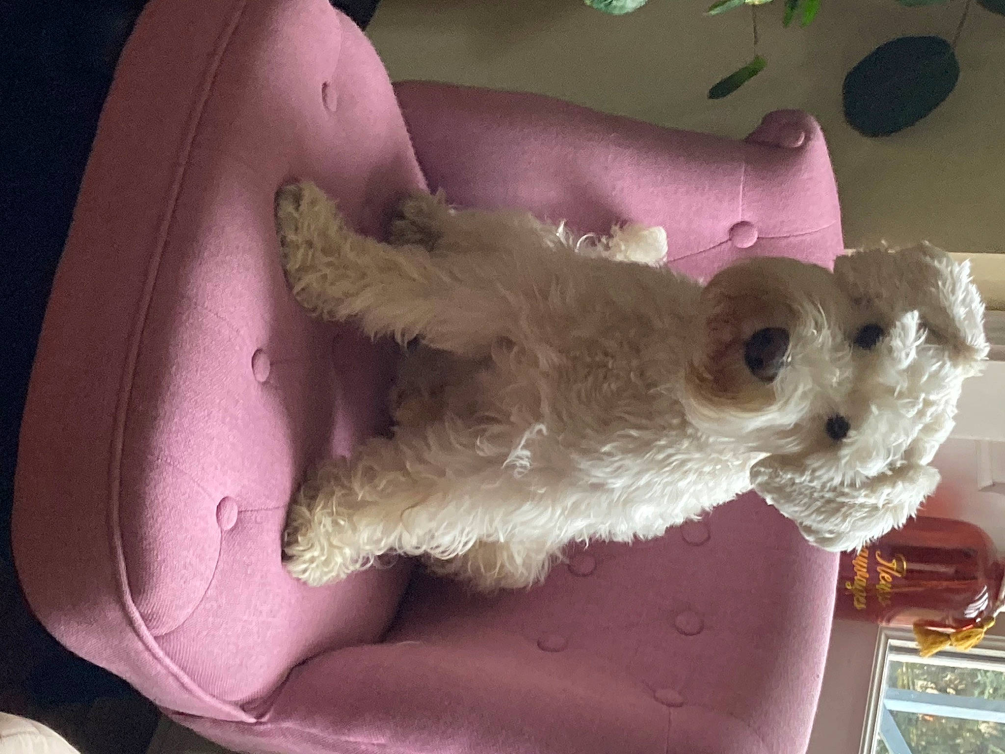 Sharly a rejoint le concours — aidez-le/la à gagner de superbes lots ! canidae, carnivore, companion_dog, dog, dog_breed, fashion_accessory, fawn, felidae, fur, magenta, pink, plush, purple, small_to_medium_sized_cats, snout, sporting_group, stuffed_toy, toy, toy_dog, whiskers