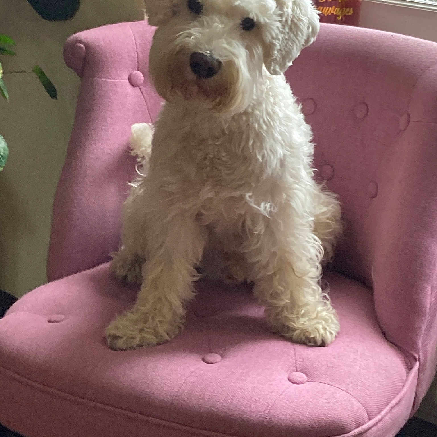 Sharly