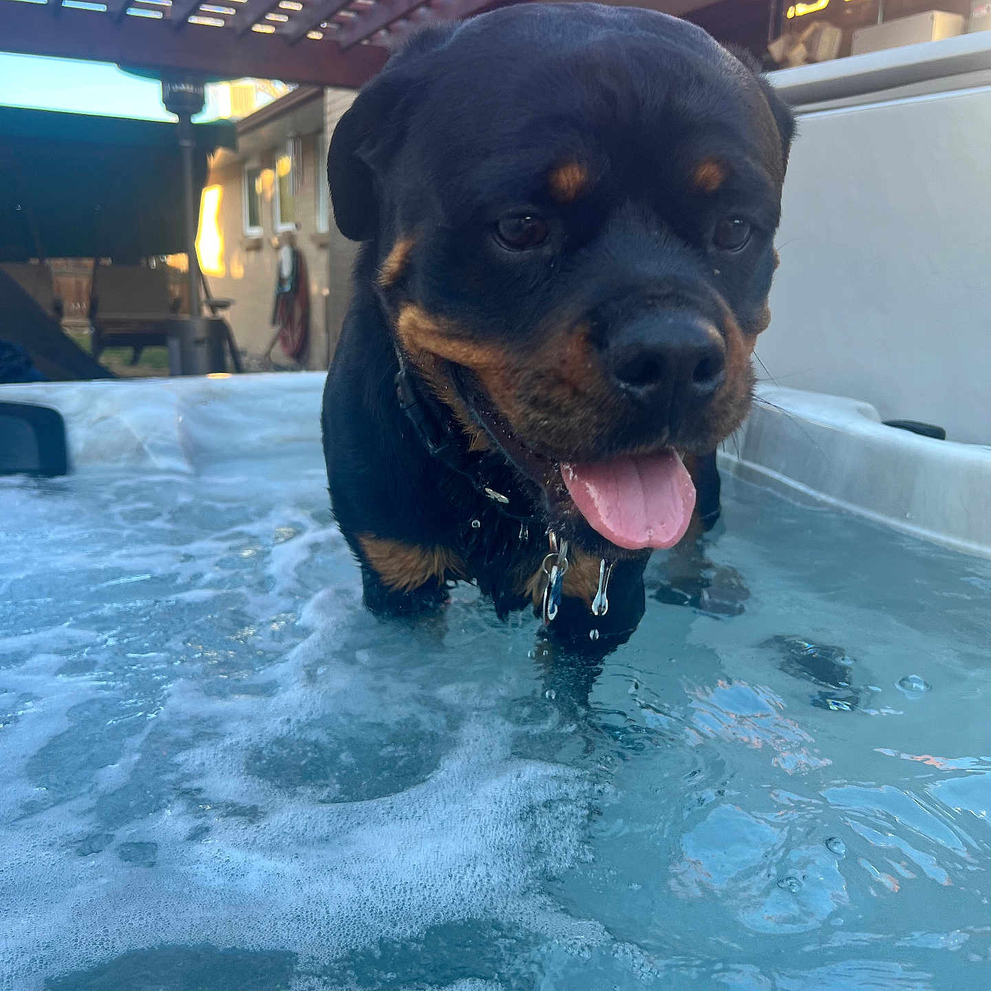 Koth is registered to the contest to win money with this photo: animal, architecture, bathing, building, canine, dog, face, head, hound, housing, outdoors, pet, photography, pool, puppy, shelter, summer, swimmingpool, tub, water