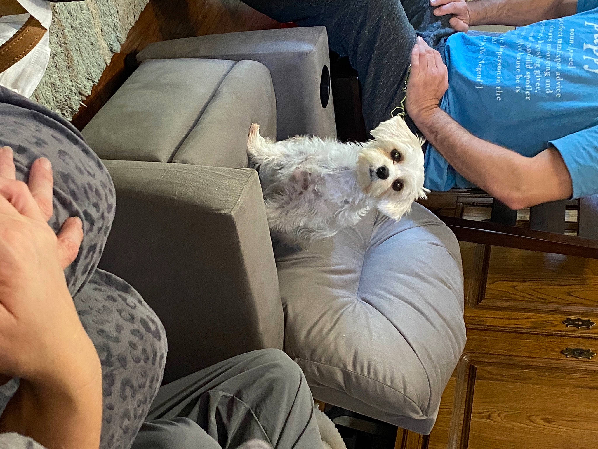 Ophelia is registered to the contest to win money with this photo: carnivore, comfort, companion_dog, couch, dog, dog_breed, eyewear, felidae, hardwood, human_leg, interaction, lap, living_room, sitting, studio_couch, sunglasses, textile, throw_pillow, toy_dog, wood