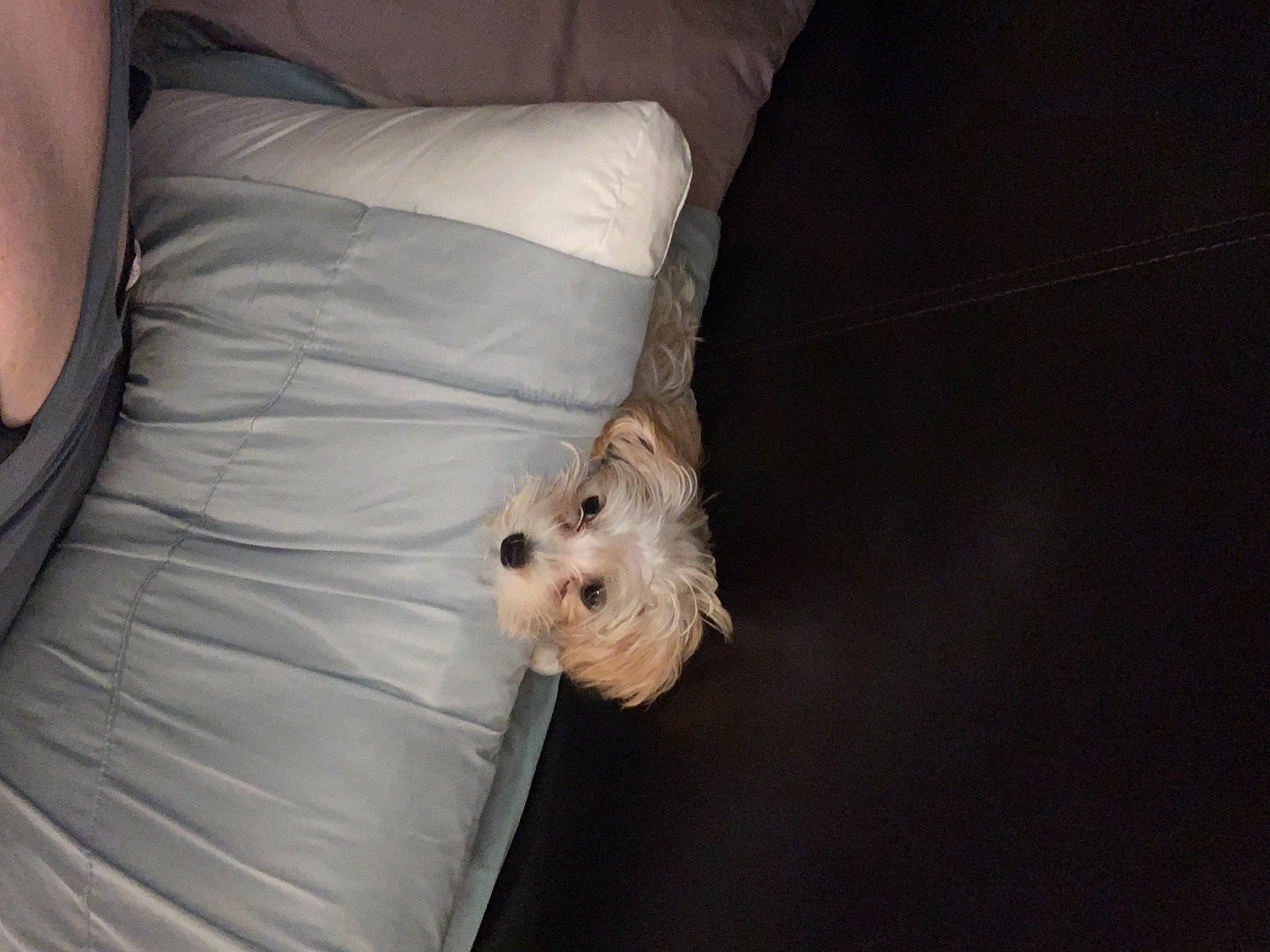 Ophelia is registered to the contest to win money with this photo: canidae, carnivore, comfort, companion_dog, couch, dog, dog_breed, dog_supply, duvet, fawn, fur, linens, pillow, snout, sporting_group, toy, toy_dog, whiskers, wood, working_animal