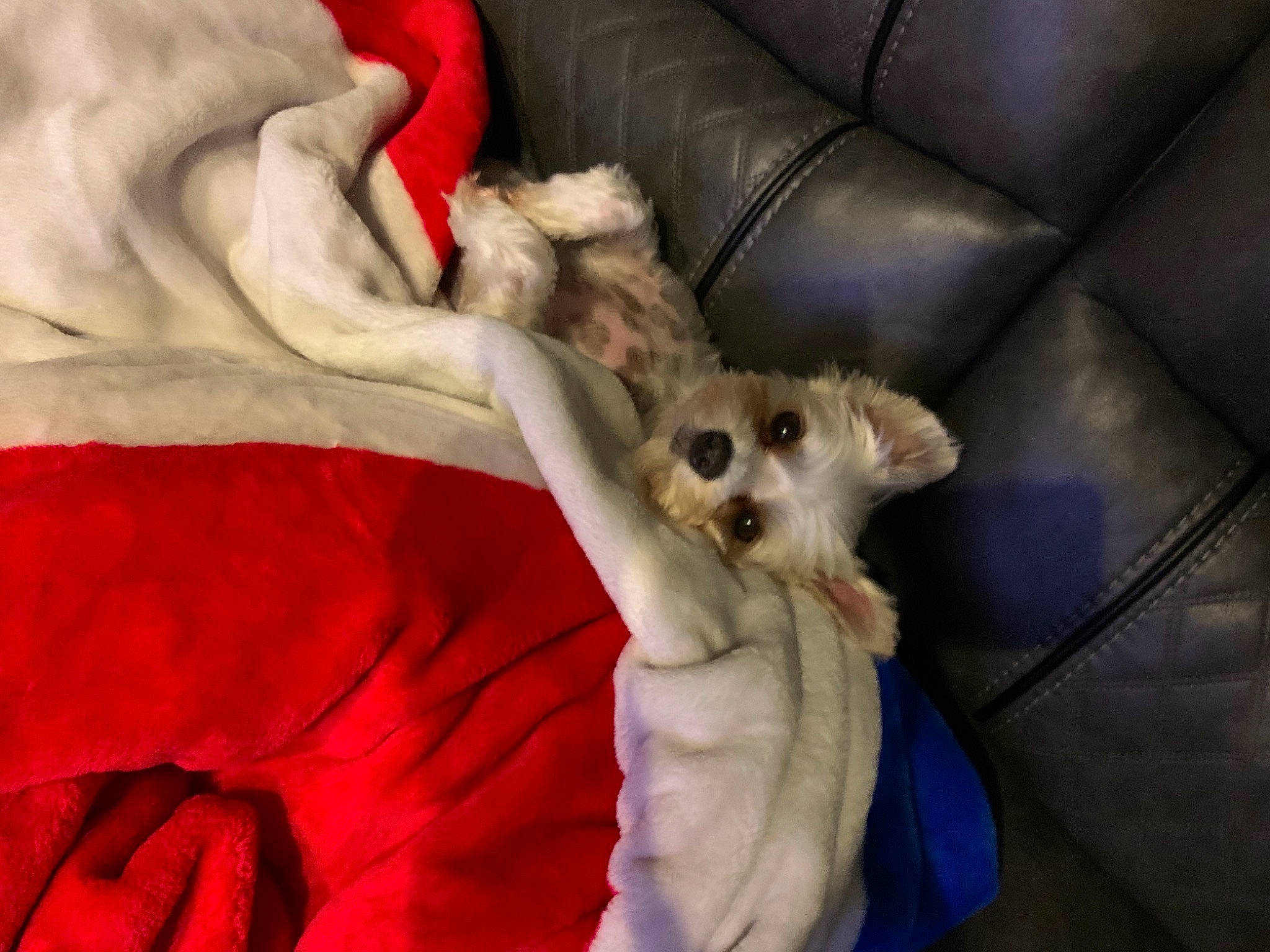 Ophelia joined the competition — help win amazing prizes! canidae, carnivore, comfort, companion_dog, couch, dog, dog_breed, fawn, felidae, fur, gesture, linens, nap, paw, small_to_medium_sized_cats, sporting_group, tail, toy_dog, whiskers, working_animal