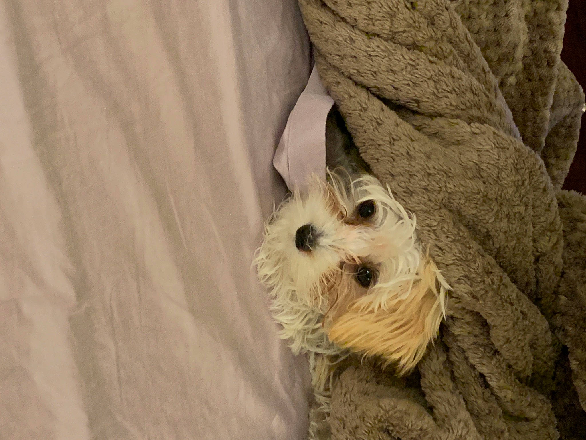 Ophelia joined the competition — help win amazing prizes! canidae, carnivore, comfort, companion_dog, dog, dog_breed, dog_clothes, dog_supply, fawn, felidae, fur, linens, non_sporting_group, small_terrier, snout, sporting_group, terrier, toy_dog, whiskers, working_animal