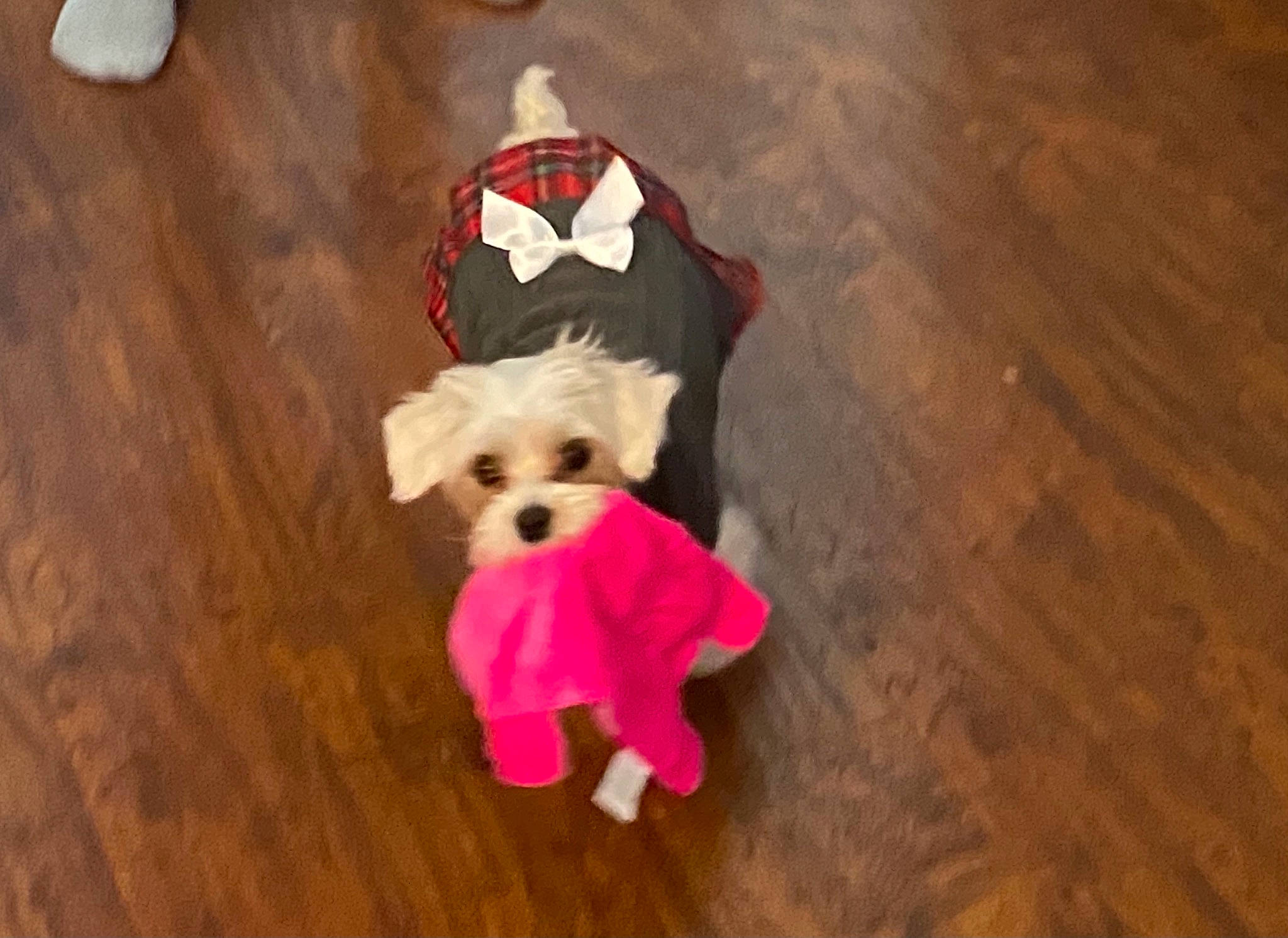 Ophelia is registered to the contest to win money with this photo: carnivore, companion_dog, dog, dog_breed, dog_clothes, dog_supply, fawn, flooring, fur, hardwood, pet_supply, small_terrier, snout, stuffed_toy, toy, toy_dog, varnish, wood, wood_stain, working_animal