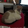 cat, pet, animal, sleeping, resting, curled_up, white_fur, gray_fur, red_chair, indoors, living_room, television, furniture, home, relaxed, cozy, cute, emoji, cartoon, text_overlay